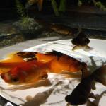 Nabe Restaurant Yurari